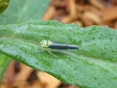 Ishidaella albomarginata