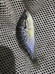 Lepomis gulosus