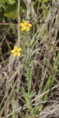 Hypericum gramineum
