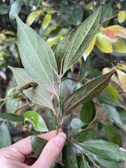 Cryptocarya triplinervis