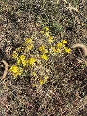 Psilostrophe tagetina