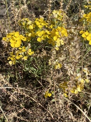 Psilostrophe tagetina