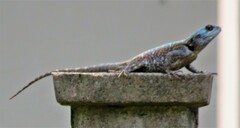 Acanthocercus atricollis