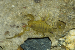 Centruroides sculpturatus
