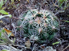 Coryphantha cornifera