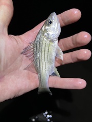 Morone mississippiensis