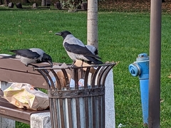 Corvus cornix