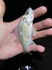 Morone mississippiensis