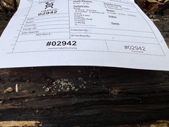 Phialocephala oblonga