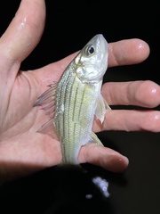 Morone mississippiensis