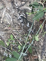 Masticophis lateralis lateralis