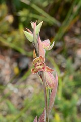 Calochilus imberbis