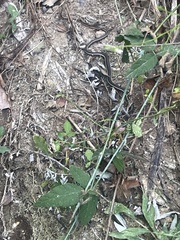 Masticophis lateralis lateralis