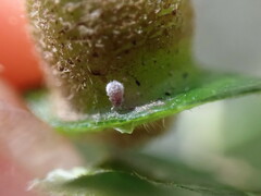 Hormaphis hamamelidis