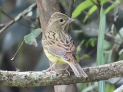 Emberiza rutila