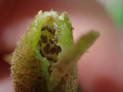 Hormaphis hamamelidis