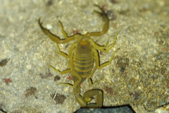 Centruroides sculpturatus