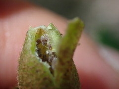 Hormaphis hamamelidis