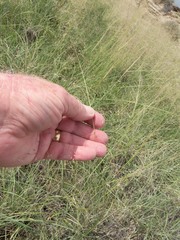 Eragrostis intermedia