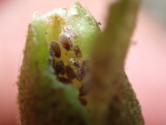 Hormaphis hamamelidis