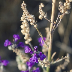 Linaria purpurea