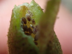 Hormaphis hamamelidis