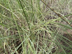 Eragrostis intermedia