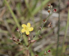 Hypericum gramineum