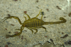 Centruroides sculpturatus