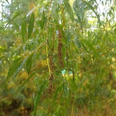 Salix euxina