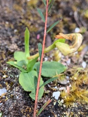 Pterostylis nutans
