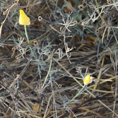 Eschscholzia californica