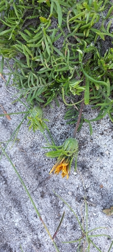 Image of Gazania pectinata by (c) Adele SL, some rights reserved (CC BY)
