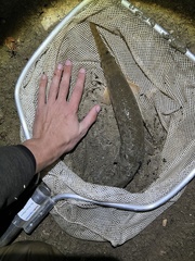 Lepisosteus oculatus