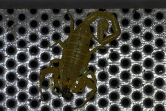 Centruroides sculpturatus