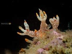 Bornella stellifera