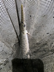 Lepisosteus oculatus