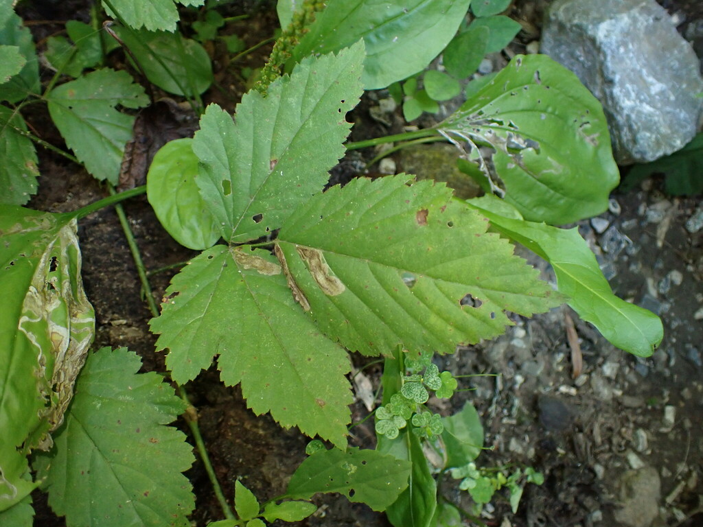Ectoedemia rubifoliella