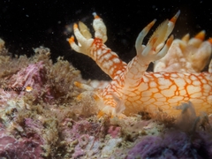 Bornella stellifera