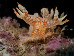 Bornella stellifera