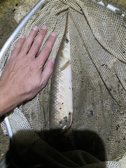 Lepisosteus oculatus