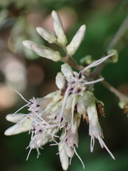 Eupatorium sessilifolium
