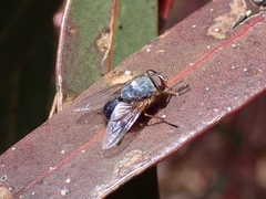 Calliphora dubia