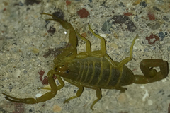 Centruroides sculpturatus