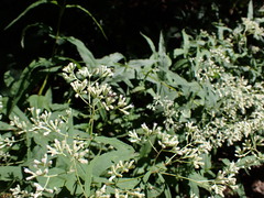 Eupatorium sessilifolium