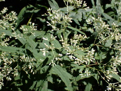 Eupatorium sessilifolium