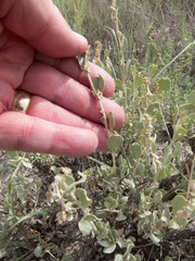 Atriplex obovata