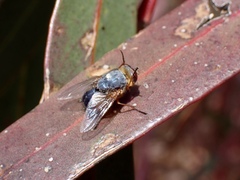 Calliphora dubia