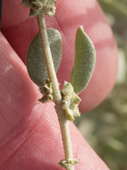 Atriplex obovata
