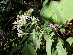 Eupatorium sessilifolium